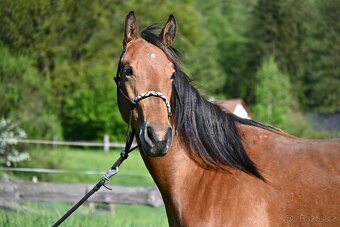 Paint horse valášek - 5