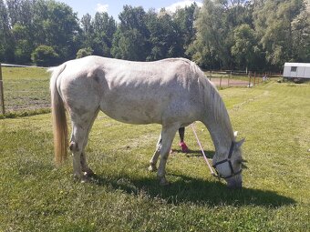 Prodám kobylku ČT, 16let, khv 165cm - 5