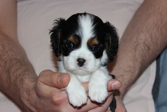 Szczeniaki pieski Cavalier King Charles Spaniel ZKwP FCI - 5