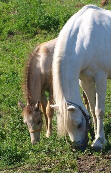 prodej ročního hřebečka Welsh pony, sekce B - 5