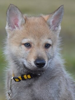 Československý vlčák "od Úhoště" - 5