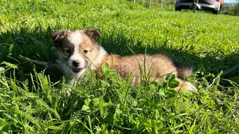Štěňátka Sheltie/Šeltie bez PP - 5