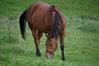 Paint horse valášek - 5