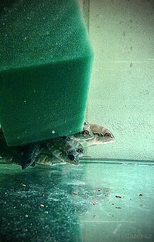 Hoplarchus psittacus,Dicrossus maculatus - 5