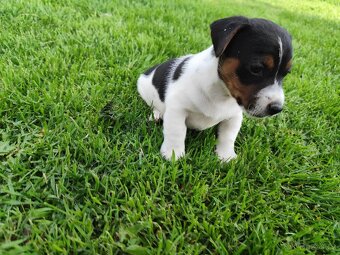 Jack Russell teriér , Jrt - 5