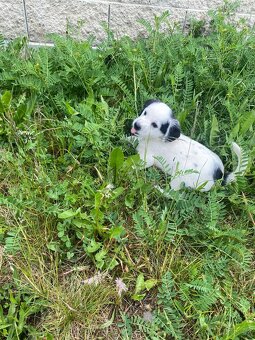 Jorkšírský teriér x Jack Russel bez pp - 5