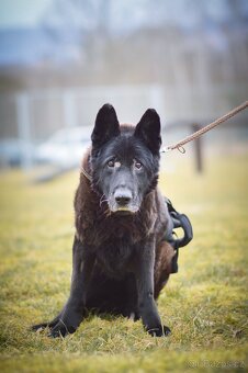 Rex - x Německý ovčák, akutní adopce, 12 let - 5