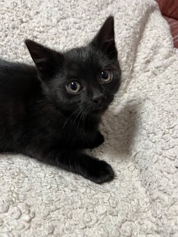 Daruji koťátka - 5