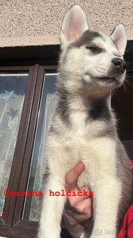 Prodám štěňátka - 5