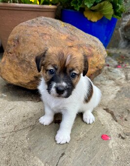 Jack Russell terier - stenata s prukazem puvodu - 5