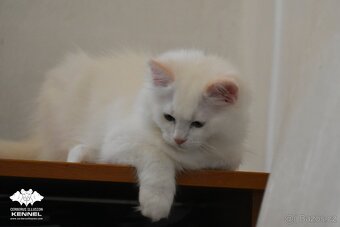 Ragdoll s PP – creme bicolor kocourek na výstavy a chov - 5