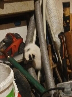 Darují 4 odběr hned zvyklé i na psi - 5