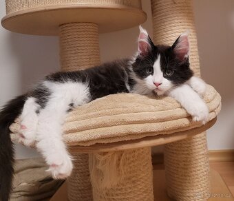 Mainská mývalí koťátka s PP - 5