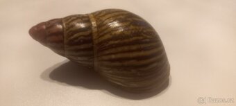 Archachatina marginata saturalis - 5