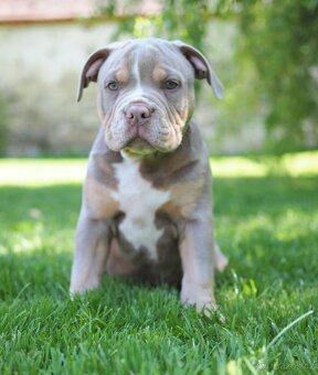 Staroanglický buldok/Old English Bulldog (OEB) - 5