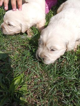 Labradorsky retrievr - 5