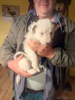 Štěnata Border kolie - 5