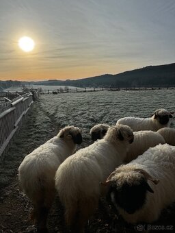 walliserská černonosá ovce - 5