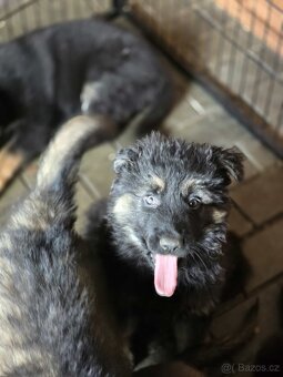 Německý ovčák - 5