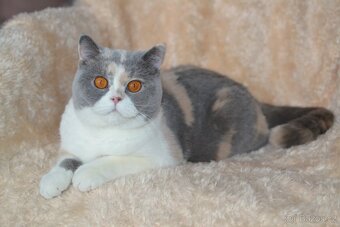 Britský kocourek s PP - 5