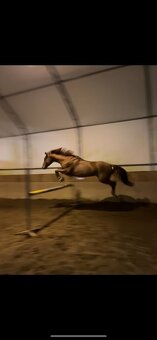 prodám 8 letého valacha - 5