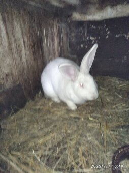 Francouzska hyla - 5