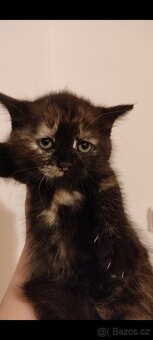 Polu britská kočička - 5
