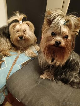 Yorkšírský teriér Havířov - 5