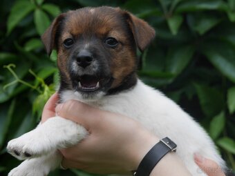 Jack russel terier s PP - 5