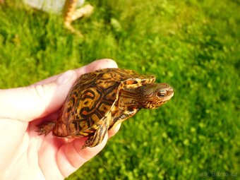 Želva kouzelná (Rhinoclemys pulcherima manni) - 5