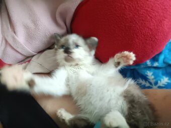 Ragdoll - 5