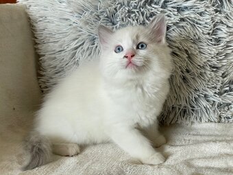 Koťata Ragdoll - 5