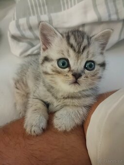 Koťátka Skotská klapouchá - 5