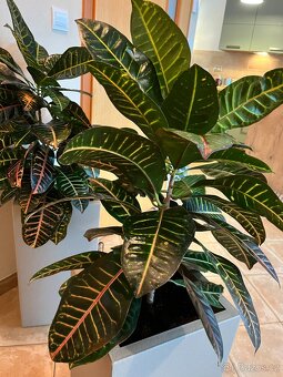 Dva vzrostlé krotony v samozavlažovacích květináčích Lechuza - 5