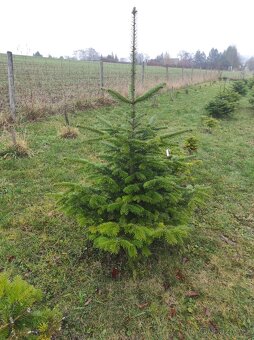 Vánoční stromky - jedle kavkazská - Nordmann - 5