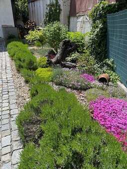 Provzdušnění trávníku - 5