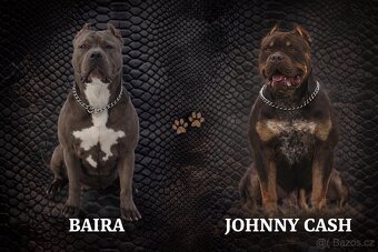 American bully XL - 5