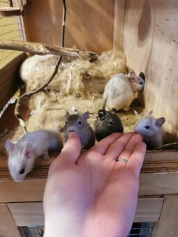 Osmak degu - 5