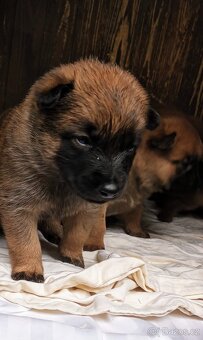 Belgický ovčák Malinois s PP - 5