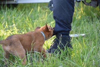 Belgický ovčák Malinois s PP - 5