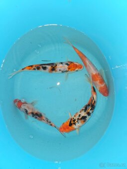 Koi 5-35cm - 5