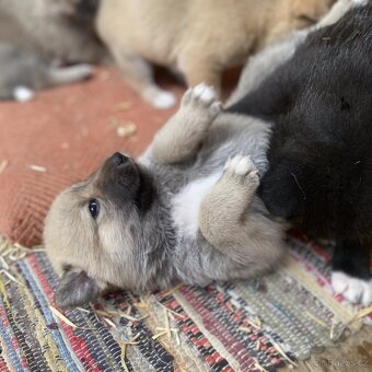 Kanaánský pes - štěňata s PP (Canaan dog) - 5