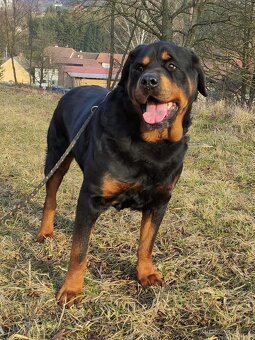 Stene Rotvajlera - 5