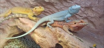 Terarium pro agamu 160x60x60 - 5