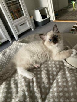 Ragdollí koťátka s PP - 5