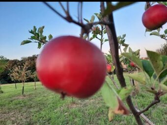 Sušená jablka-křížaly - 5