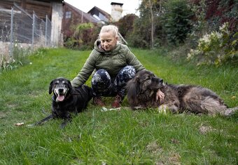 SID - 32 kg, kastrovaný psík 12 let - 5