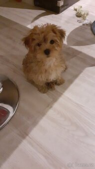 Prodám štěně - 5