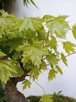 Javor mléč (Acer platanoides) bonsai - 5