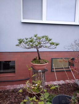 Borovice černá (Pinus nigra) bonsai - 5